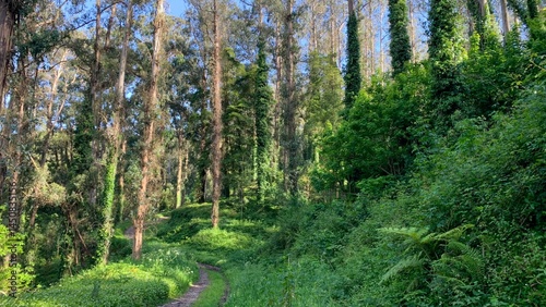 Fototapeta Naklejka Na Ścianę i Meble -  Verdant eucalyptus forest kissed by sunbeams, inviting a sylvan walk; perfect for solstice rituals and Arbor Day reflections