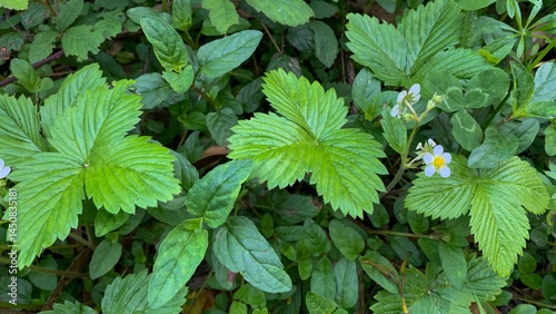 Emerald strawberry leaves cradle delicate blossoms, evoking Beltane verdancy and the whispered secrets of flora's quiet rebellion