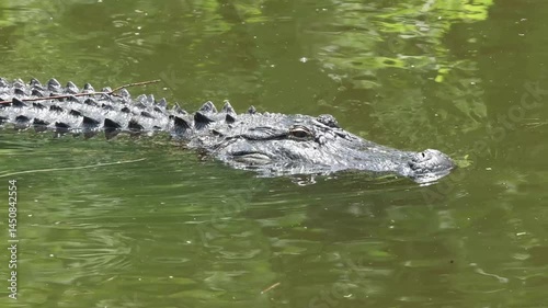 American alligator stealthily swimming cruising through wetlands calm water. 