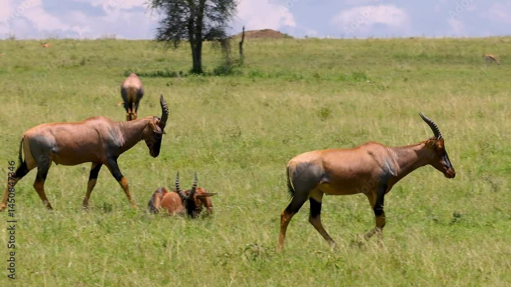 Two large Topi animals walking in the savannah of Serengeti National Park, Tanzania Two large Topi animals walking in the savannah of Serengeti National Park, Tanzania