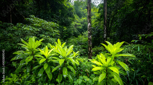 Sunlight Filters Through Lush Green Tropical Forest