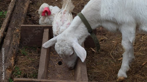 white goat grazing in the pasture
