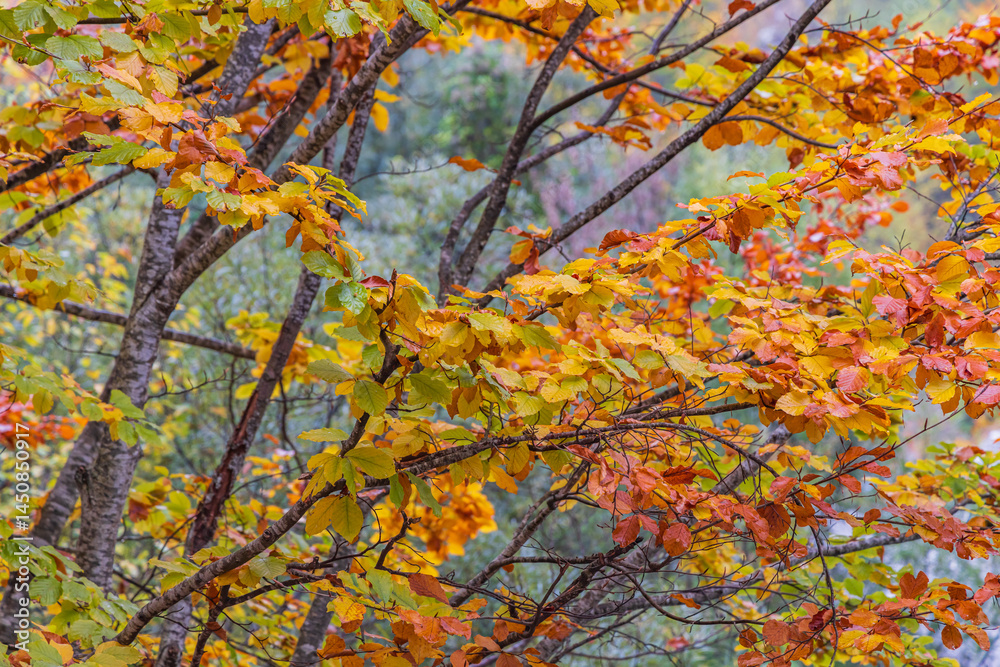 Fall colors in Valbona Valley National Park.