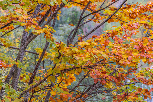Obraz na płótnie Fall colors in Valbona Valley National Park. w salonie