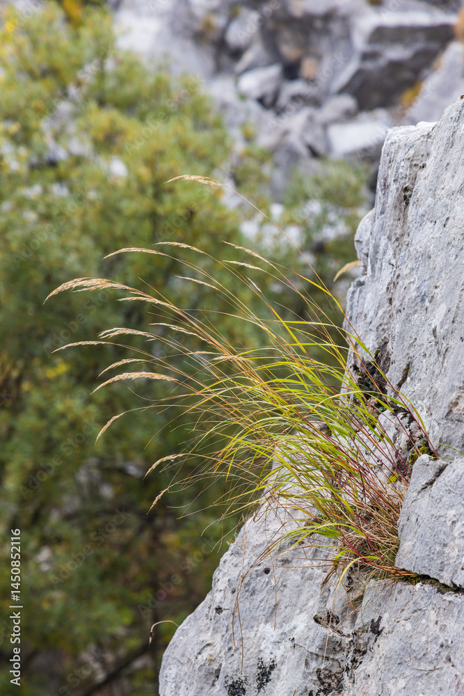 Grass growing on rocks in Valbona Valley National Park.