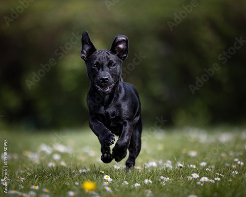 Black Patterjack puppy dog running in the park