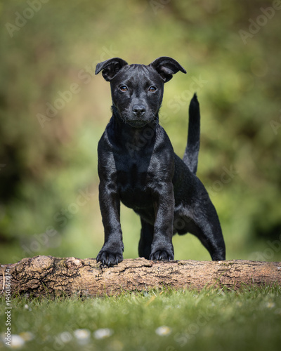 Black Patterjack puppy in the park
