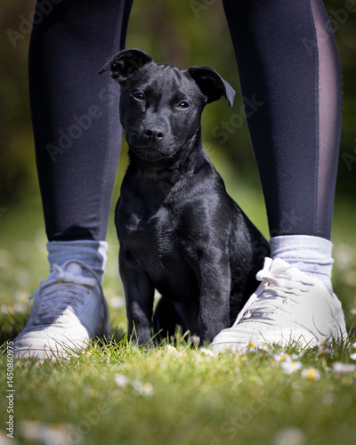Black Patterjack puppy sitting between owners feet