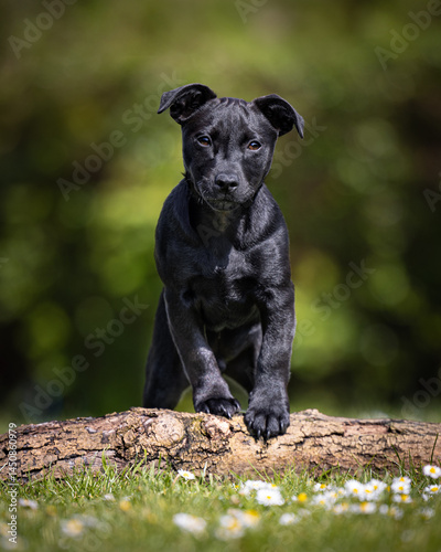 Black Patterdale puppy dog in the park