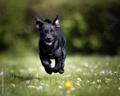 black patterdale puppy dog running in the park