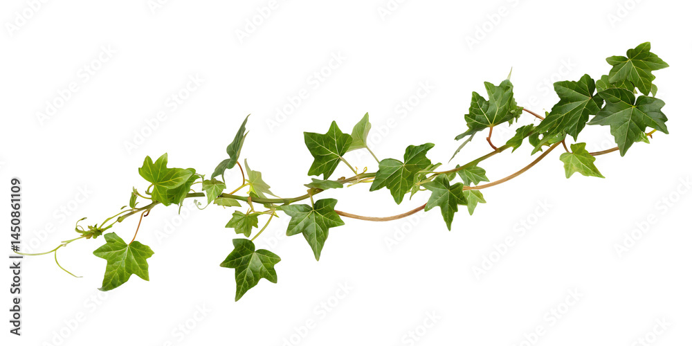 ivy branch isolated on white background PNG ivy branch isolated on white background PNG
