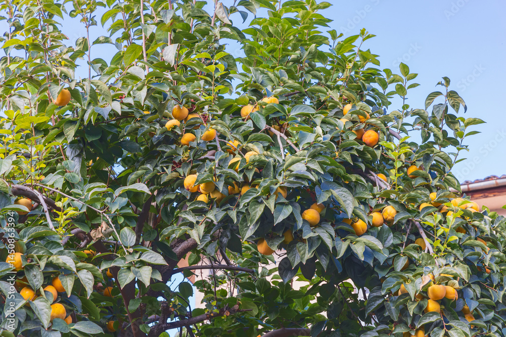 Fresh yellow persimmons on a tree.