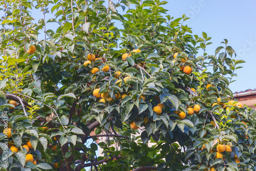 Obraz na płótnie Fresh yellow persimmons on a tree. w salonie