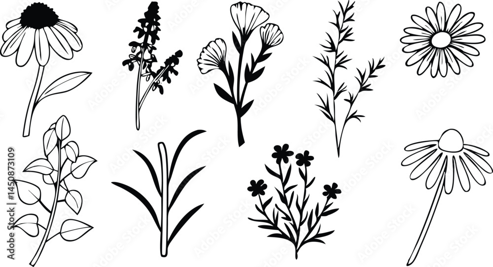 Fototapeta premium Black silhouette line icon set of medicinal herbs and botanical plant illustrations