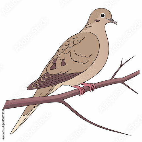 The Mourning Dove (Zenaida macroura) is a slender-tailed, grayish-brown bird with a mournful call, commonly seen across North America, often perched on wires or foraging for seeds.