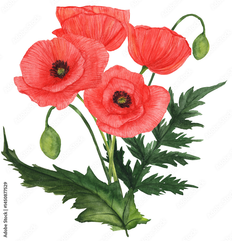 Watercolor illustration of a wildflower bouquet with red poppies. Ideal for seasonal decor, summer invitations, and botanical art projects. Watercolor illustration of a wildflower bouquet with red poppies. Ideal for seasonal decor, summer invitations, and botanical art projects.