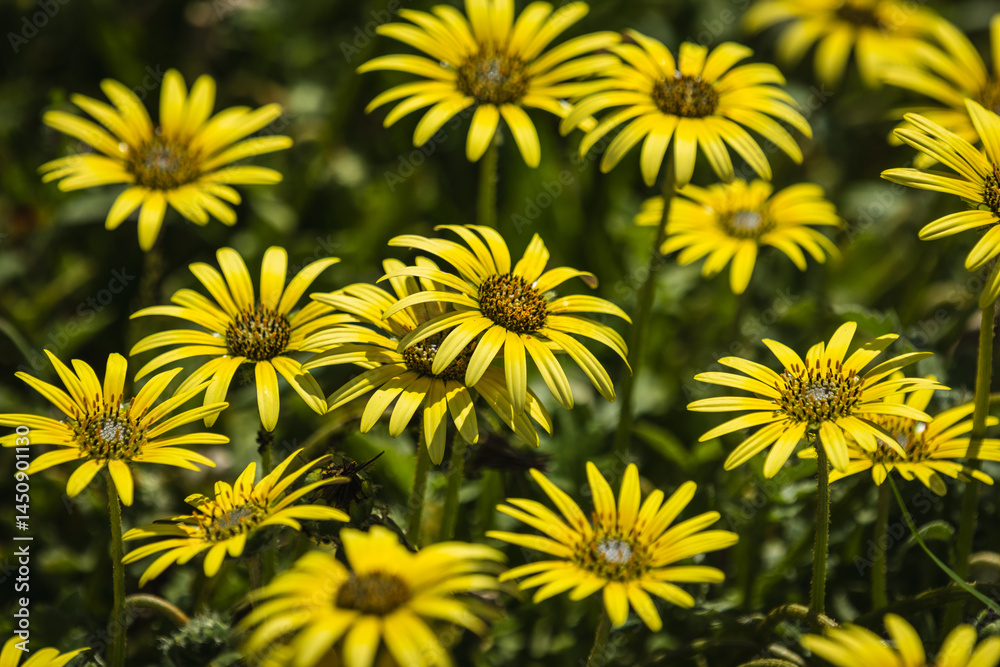 Flores Flores