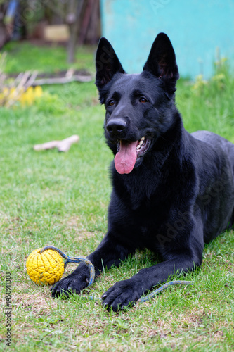 Black German shepherd