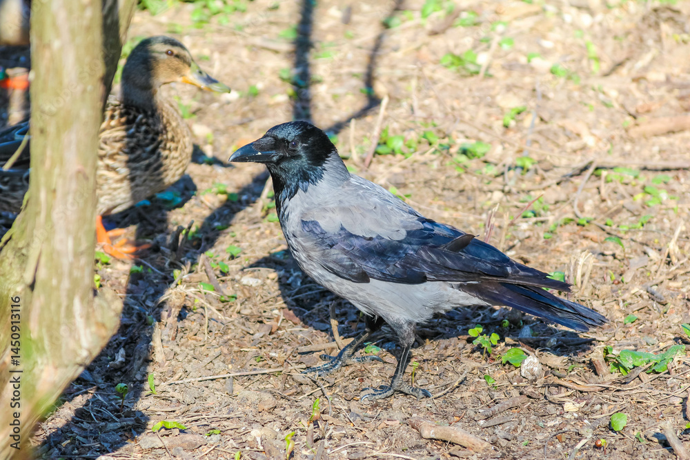 Obraz premium Attentive Hooded Crow Perched on Fallen Tree Branch in Early Spring Forest Setting