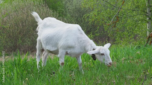 white goat grazing in the pasture