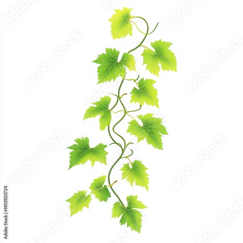 Isolated grape vine with bright green leaves on a clean white background art