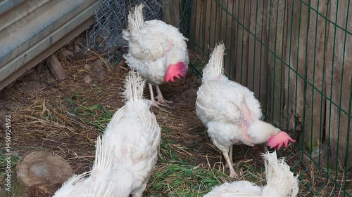 white moulted chickens graze on a pasture in the village