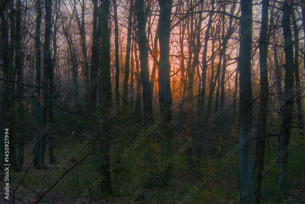 Fototapeta premium Beautiful evening forest bathed in warm orange sunlight with long tree shadows, creating a peaceful and magical atmosphere, sunset