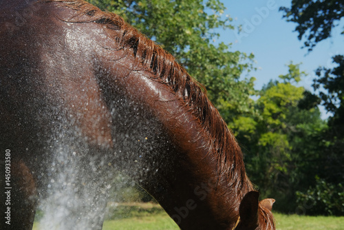 Sorrel gelding horse getting summer bath with hose water closeup on farm.