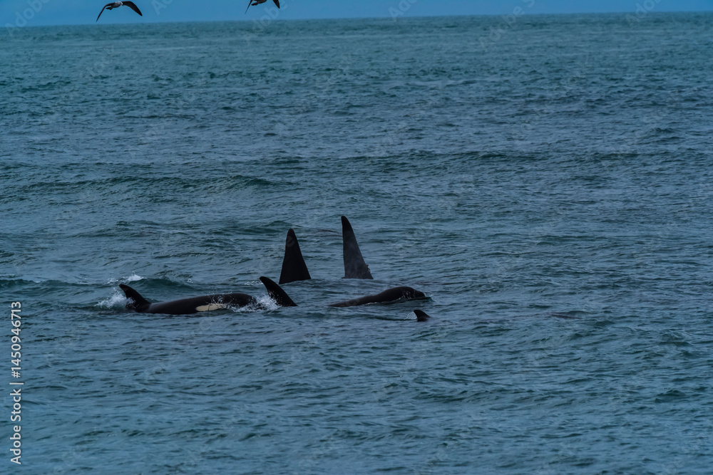 Fototapeta premium Killer Whale, Orca, hunting a sea lions , Peninsula Valdes, Patagonia Argentina