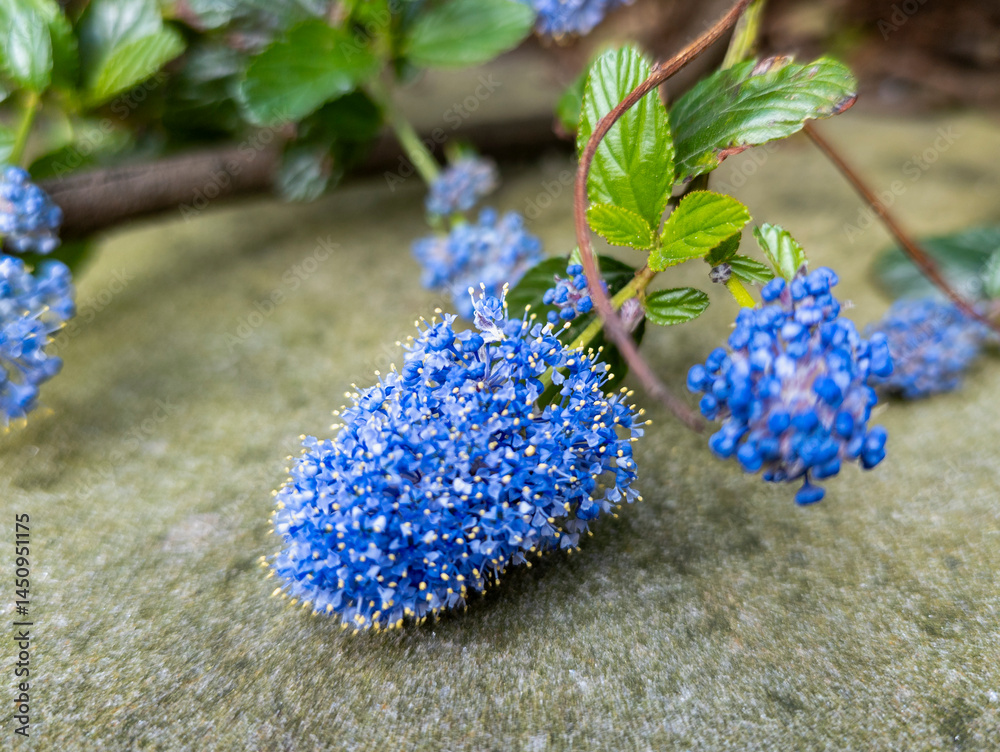 Californian lilac 'Yankee Point' (Ceanothus griseus var. horizontalis)