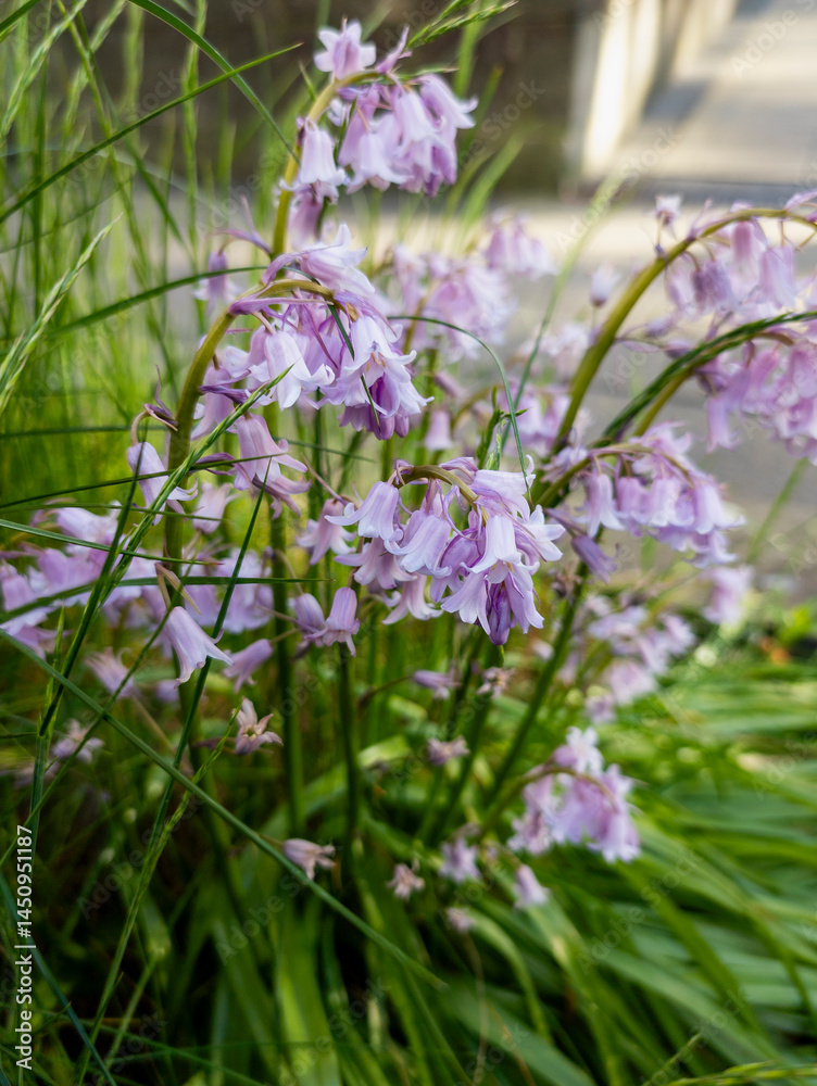 Scilla Campanulata Rose, Edinburgh, Scotland, United Kingdom
