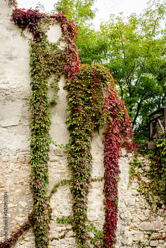Fortaleza medieval cubierta de hojas verdes y rojas en Brasov, Rumania.