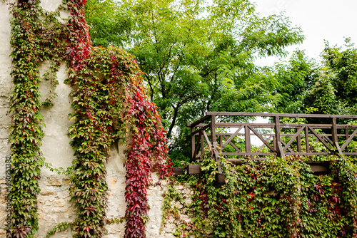 Fortaleza medieval cubierta de hojas verdes y rojas en Brasov, Rumania.
