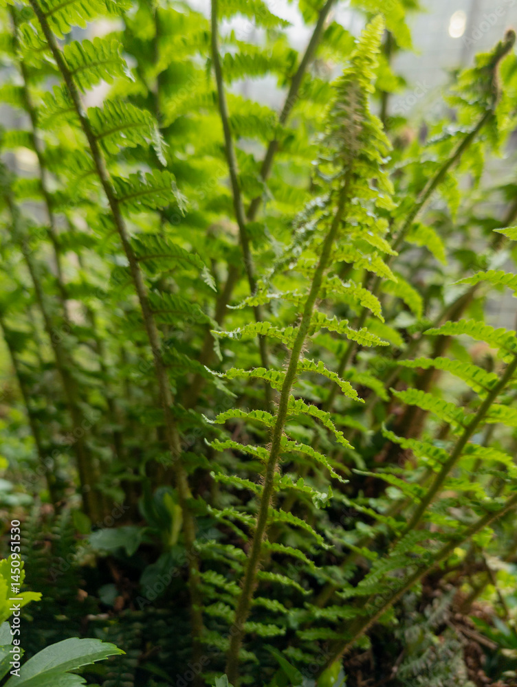 Ferns, Edinburgh, Scotland, United Kingdom