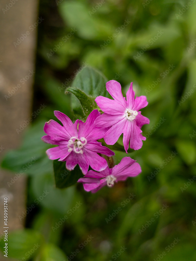 Red campion, Edinburgh, Scotland, United Kingdom