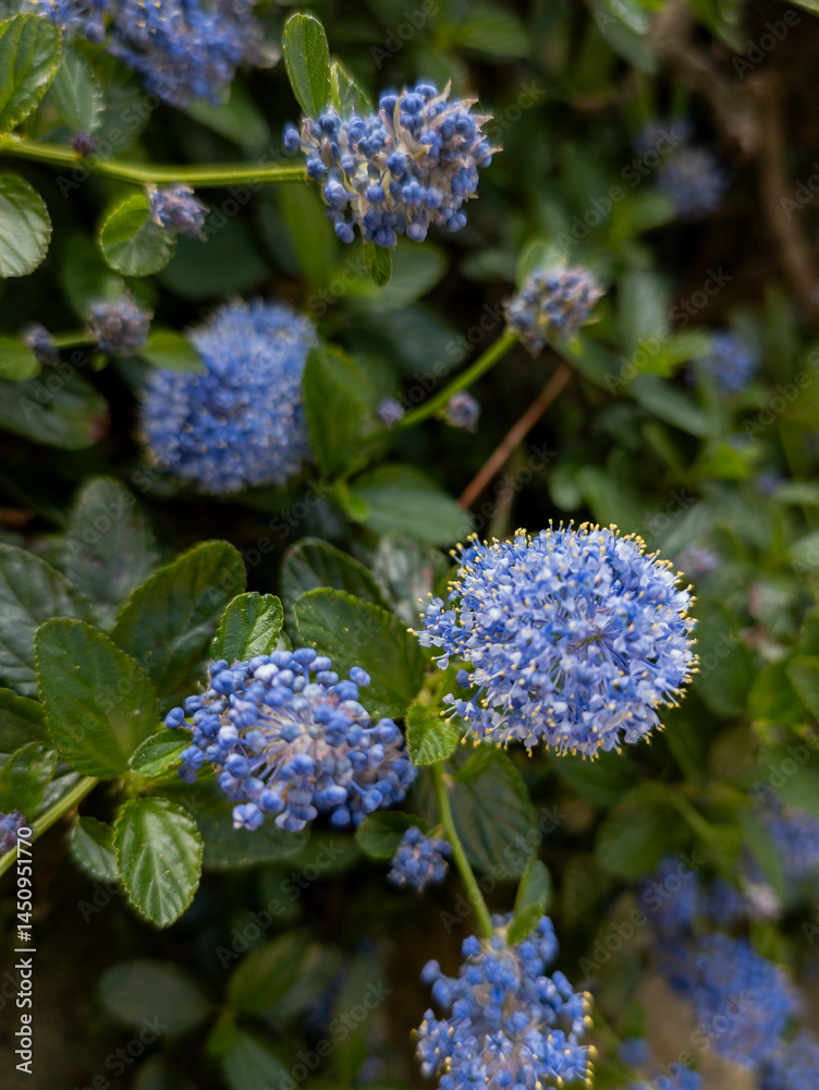 Californian lilac 'Yankee Point' (Ceanothus griseus var. horizontalis)
