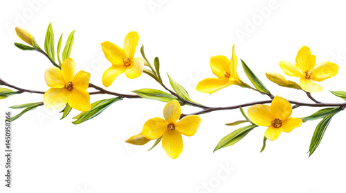 Branch with bright yellow flowers and buds, cut out transparent
