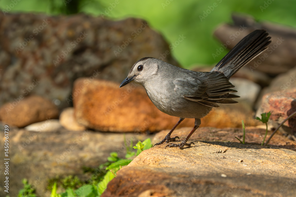 Obraz premium A gray catbird perched on a rock near a stream