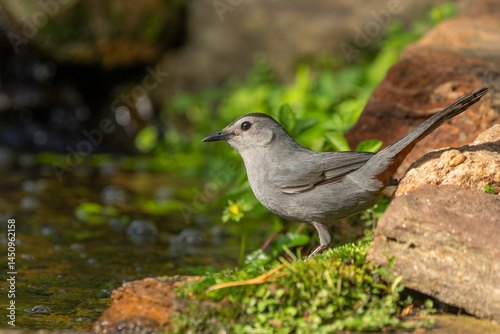 A gray catbird perched on a rock near a stream photo
