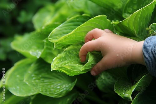 Young hand touching hosta plant close view  
