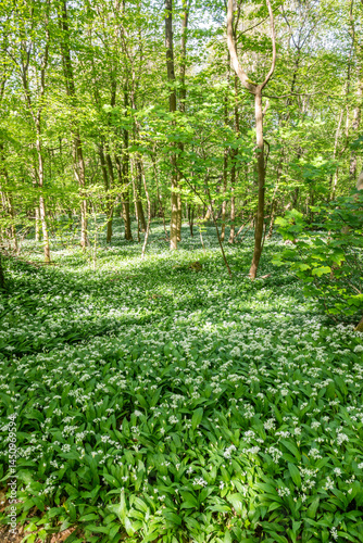spring in the woods