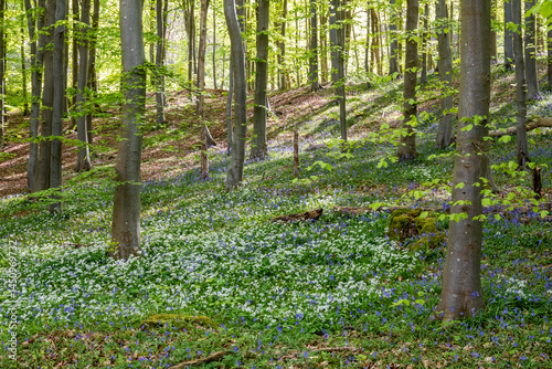 spring in the woods