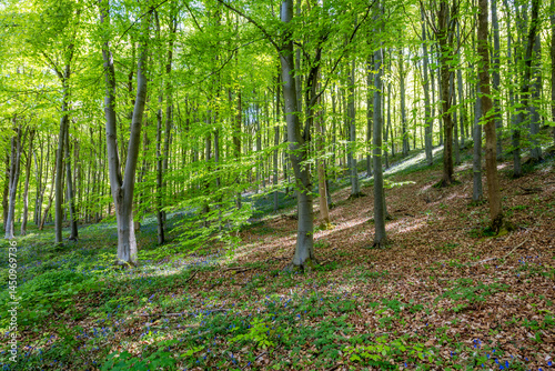 spring in the woods
