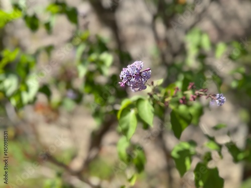 Photos Purple blooming flower on branch Syringa vulgaris