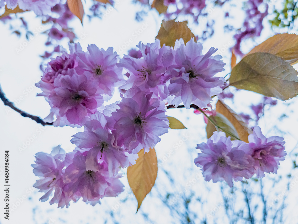 East Asian Cherry Blossoms, Edinburgh, Scotland, United Kingdom
