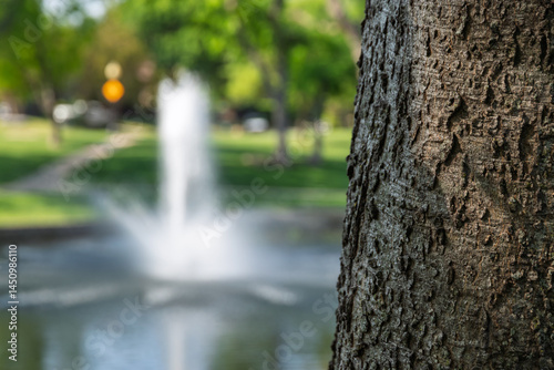 Close Up of Tree Bark Texture with Blurred Water Fountain and Pond Background in a Plano Texas Park