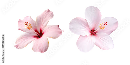 Fototapeta Naklejka Na Ścianę i Meble -  pink hibiscus flowers isolated on transparent background PNG