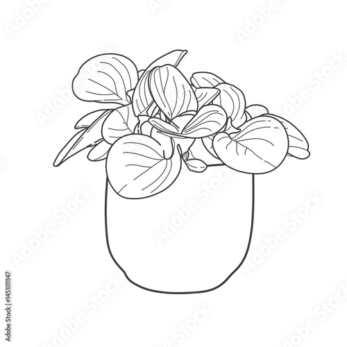 pilea plant vector line art houseplant, hand drawn black and white background, houseplant outline design