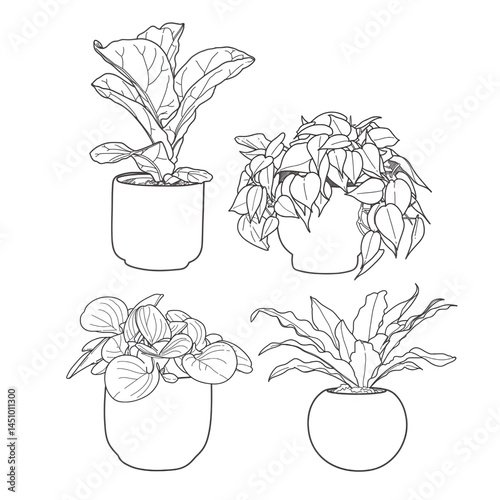houseplant vector line art set, hand drawn black and white background, houseplant design outline