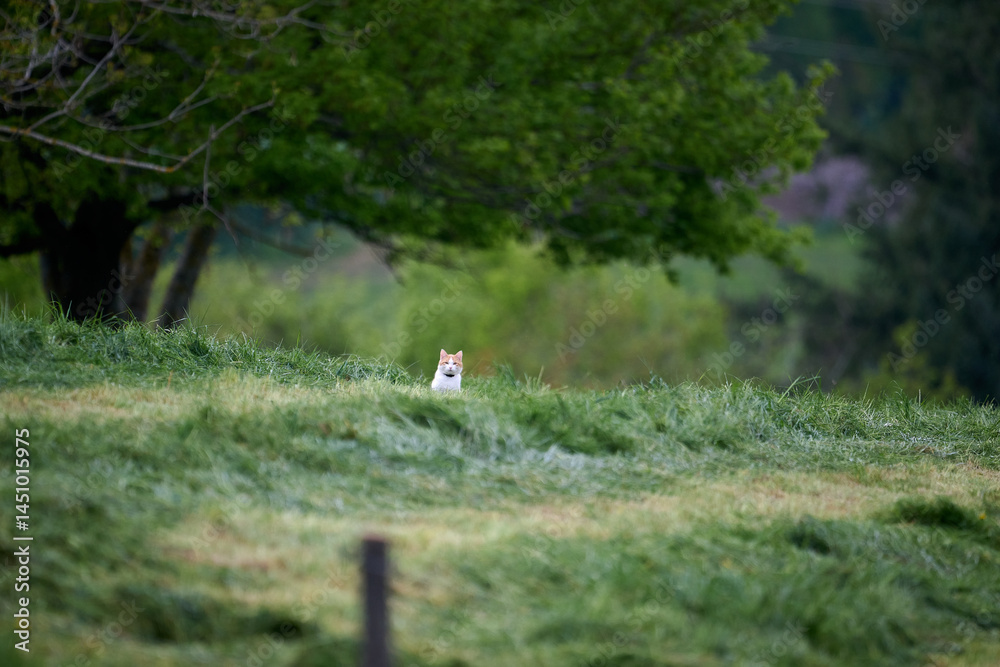 Obraz premium cat in a hayfield